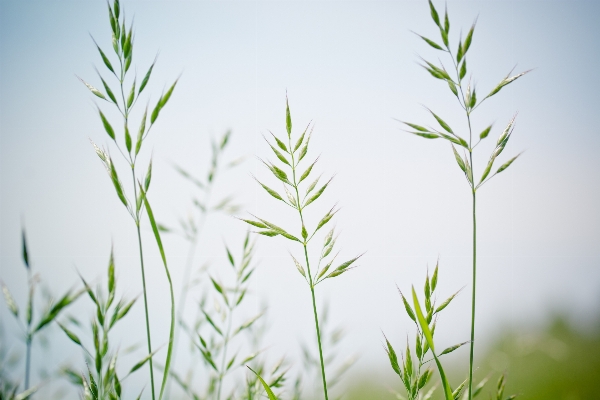 Nature grass branch plant Photo