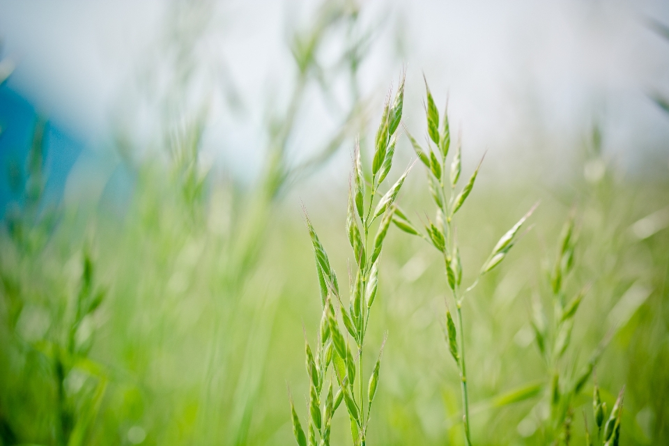 Natura trawa oddział zakład