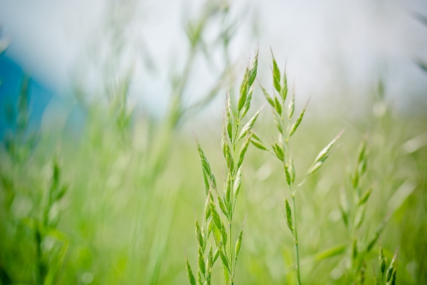 Nature grass branch plant Photo