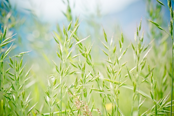 Tree nature grass branch Photo