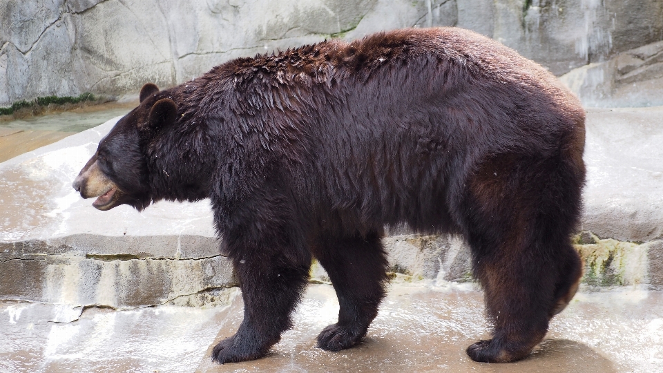 Floresta animal urso animais selvagens