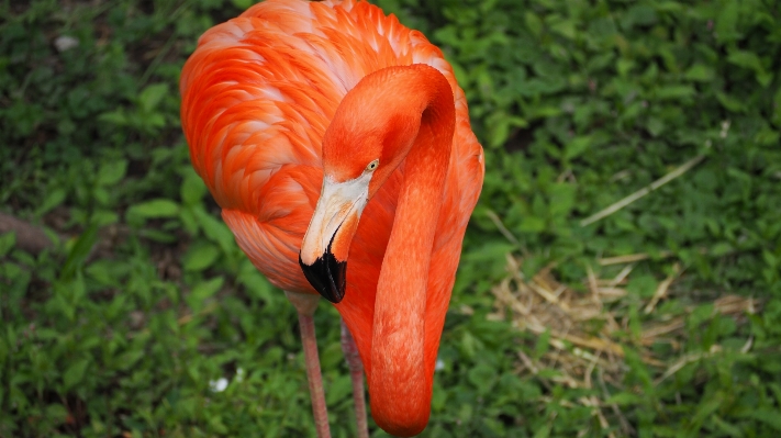 Nature bird plant leaf Photo