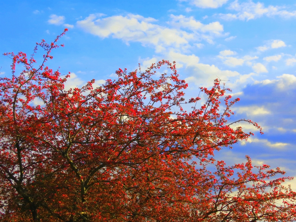 árbol naturaleza rama florecer