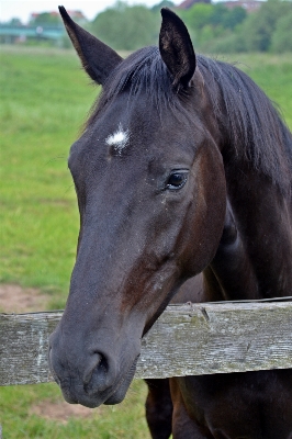 Pasture horse mammal stallion Photo