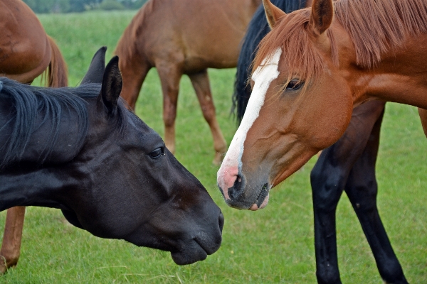 Foto Césped pastar
 pasto
 caballo