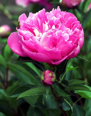 Foto Florecer planta flor pétalo