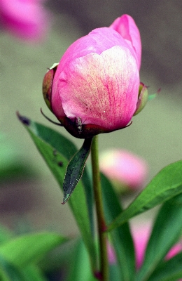 Blossom plant leaf flower Photo