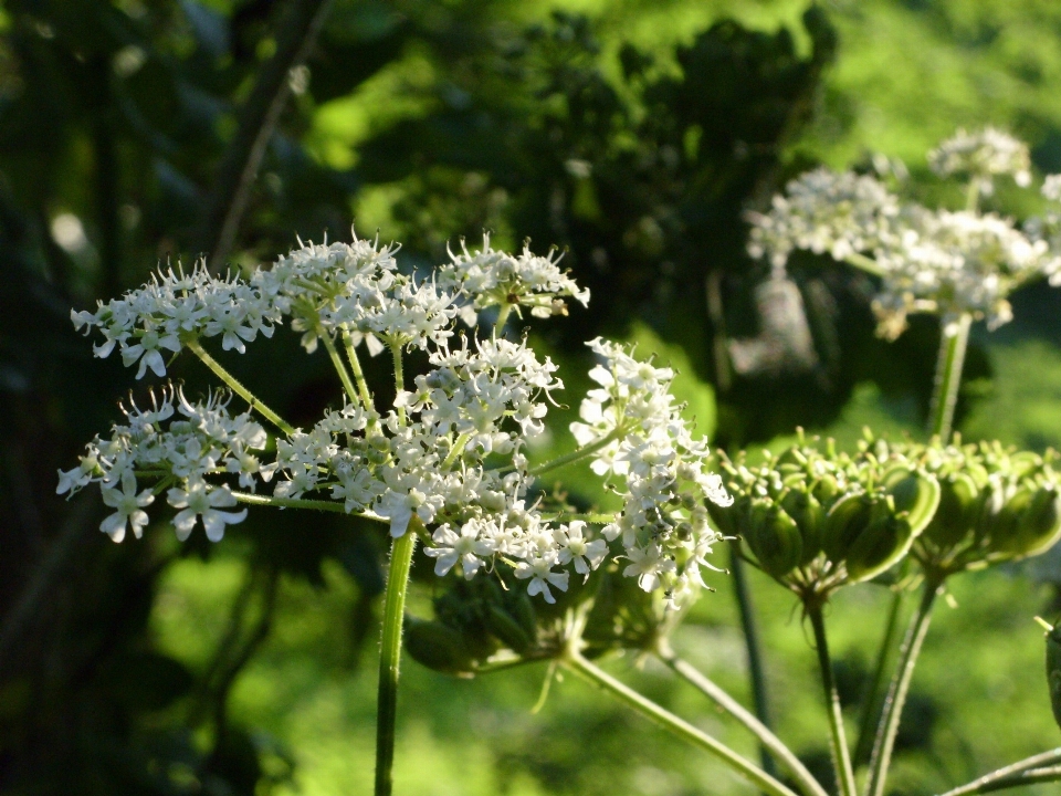 Blossom plant white flower