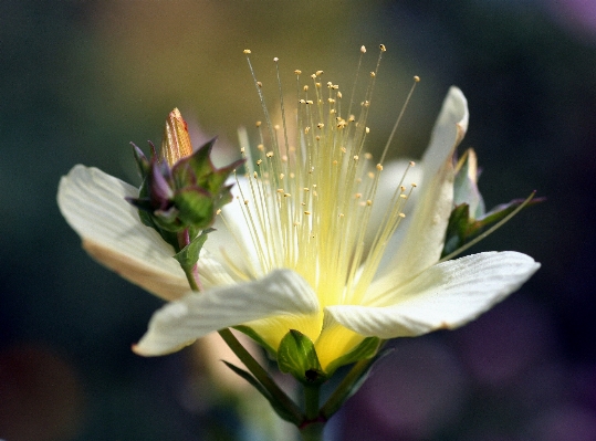 Nature blossom plant photography Photo