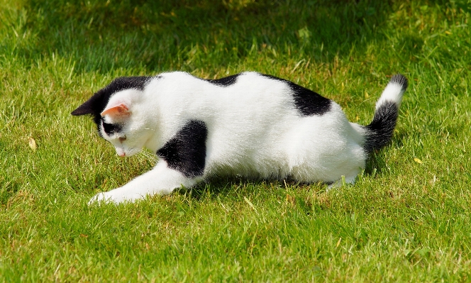 草 黒と白
 動物 若い 写真