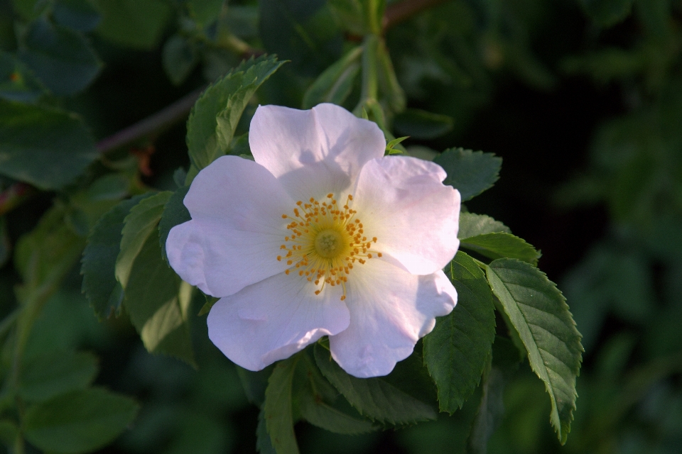 Blüte anlage weiss blume