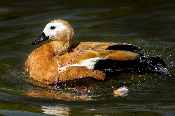 水 自然 鳥 湖 写真