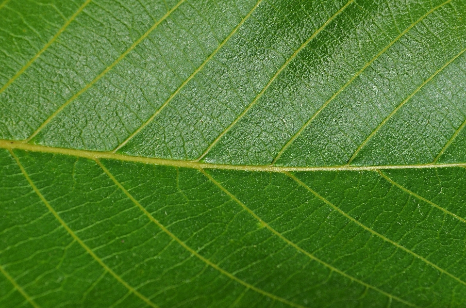 Drzewo natura zakład tekstura