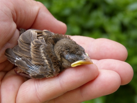 Hand bird beak fauna Photo