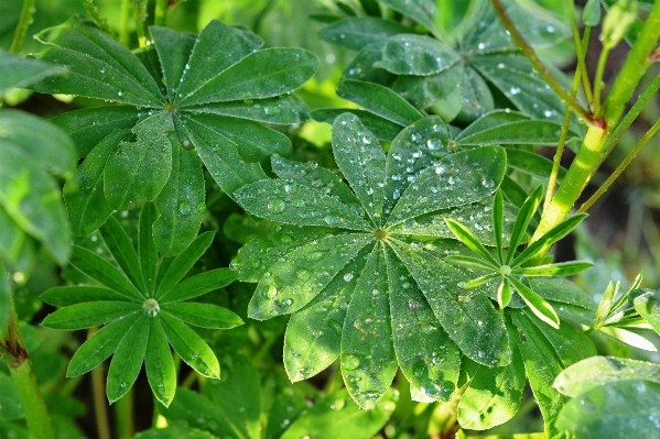 Foto Pohon tanaman daun bunga