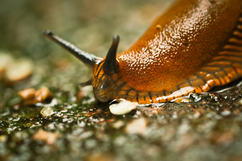 Naturaleza rama fotografía hoja