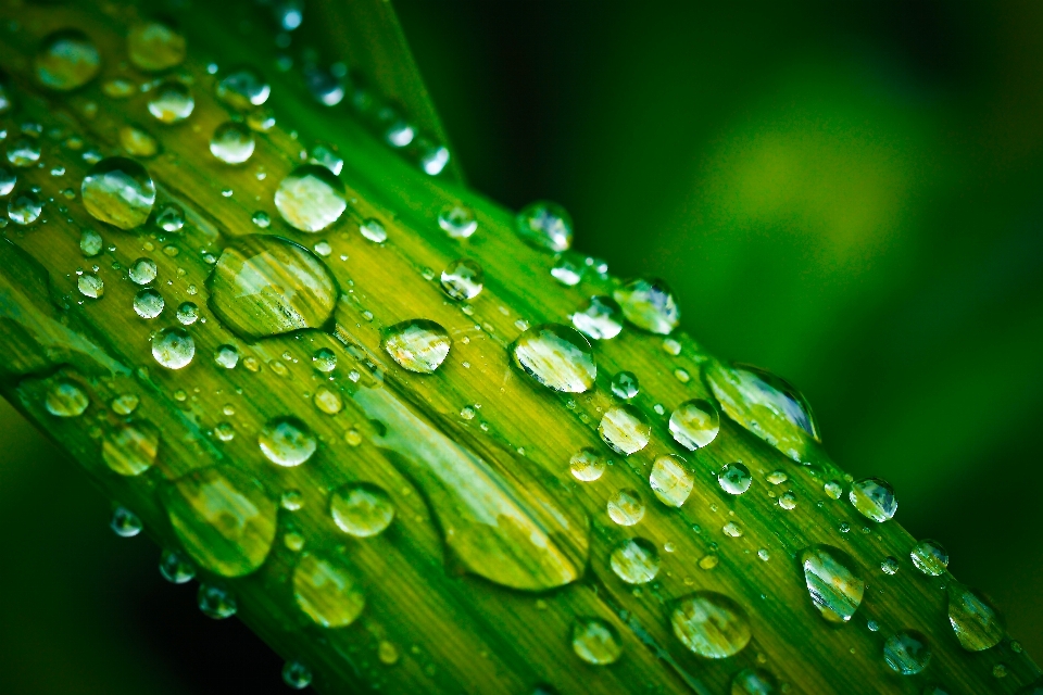 Water nature grass drop