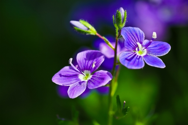 Blossom plant photography flower Photo