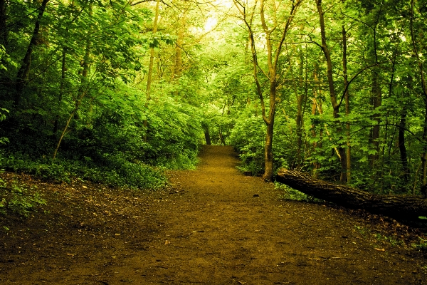 Landscape tree nature forest Photo