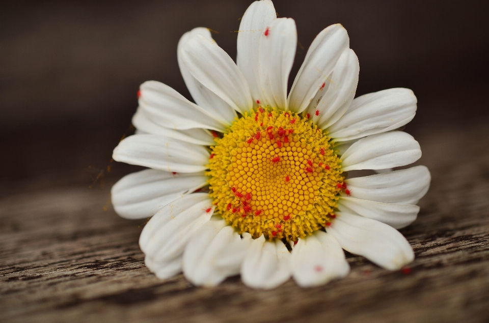 Plantar branco flor pétala