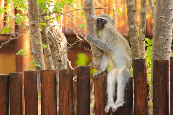 Foto Naturaleza rama fauna silvestre zoo