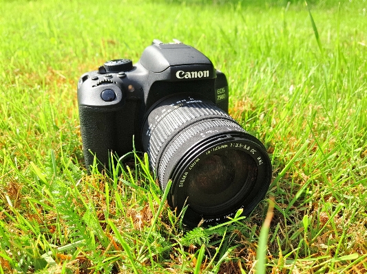 Foto Rumput halaman kamera fotografi