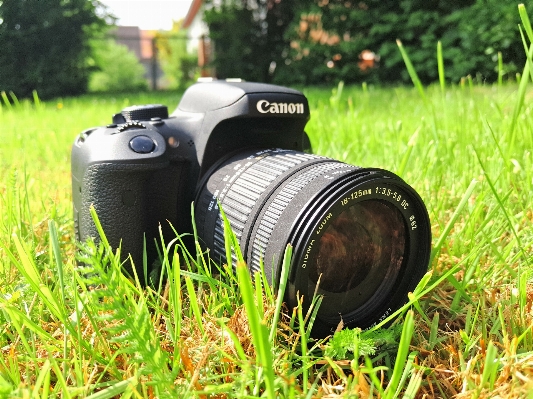 Foto Rumput halaman kamera fotografi