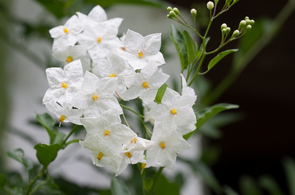 Blüte anlage weiss blume Foto