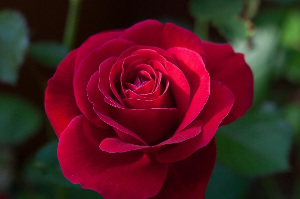 Blossom plant flower petal Photo