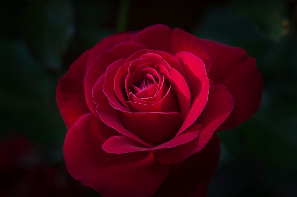 Blossom plant flower petal Photo