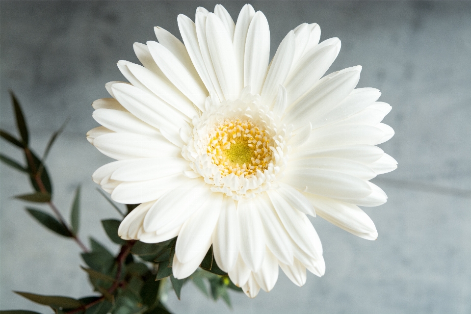 Fiore bianco e nero
 pianta