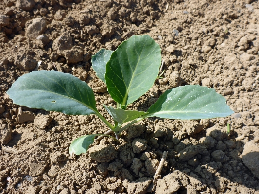 Plant field leaf flower Photo