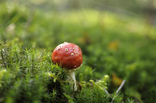 Nature forest grass plant Photo