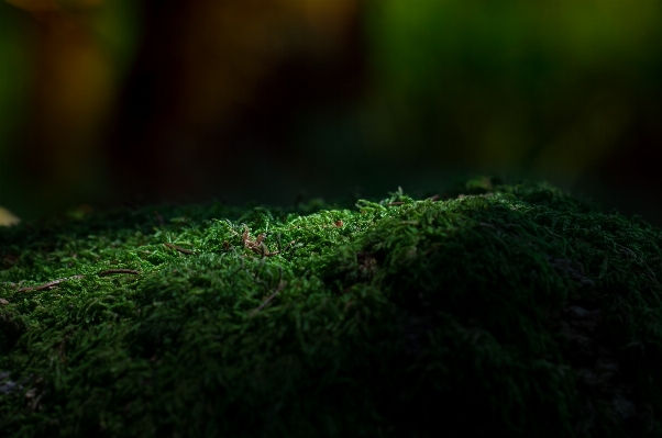 Nature forest grass light Photo