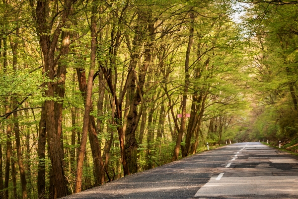 Baum natur wald weg Foto