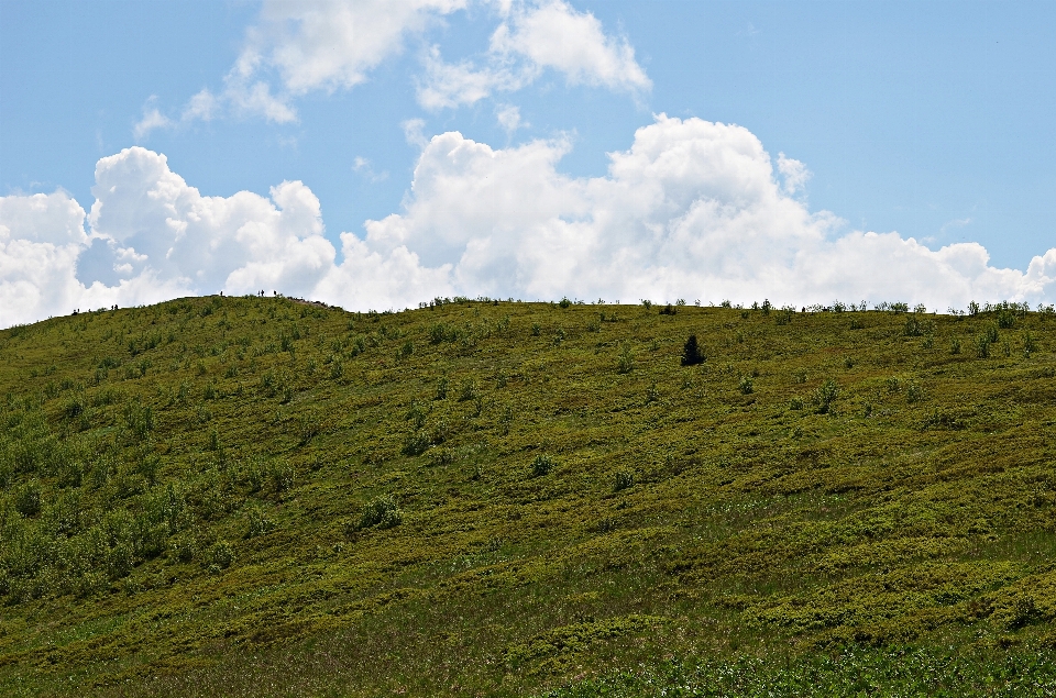 Landscape tree nature forest