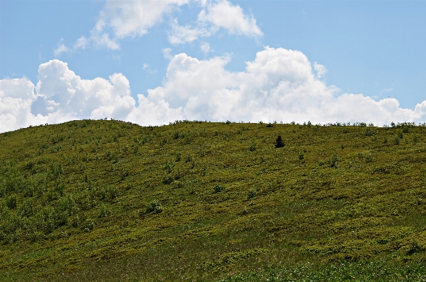 Landscape tree nature forest Photo