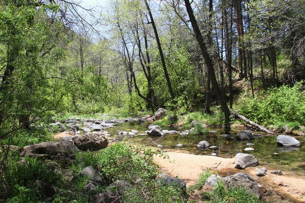 Foto árbol naturaleza bosque arroyo
