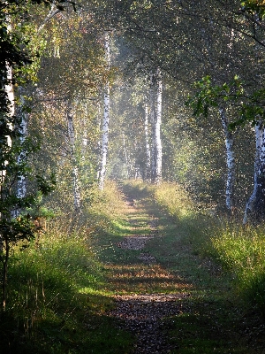 Photo Paysage arbre eau nature