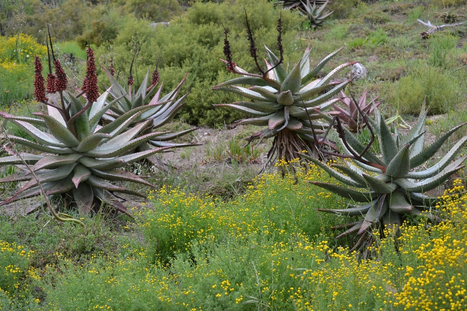 Usine désert fleur afrique