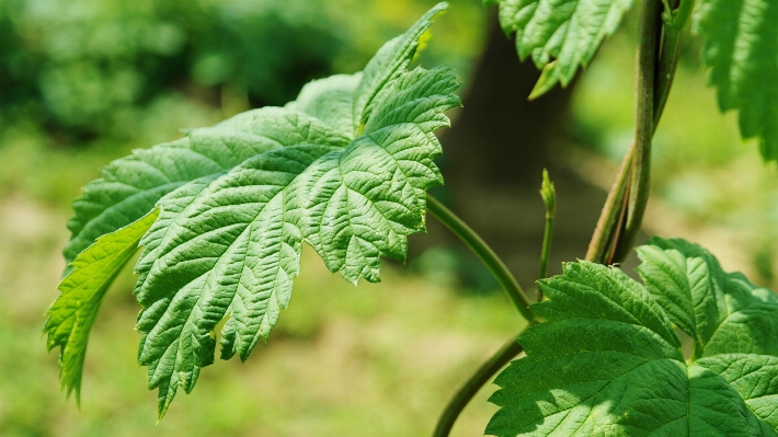 Foto Pohon tanaman daun bunga