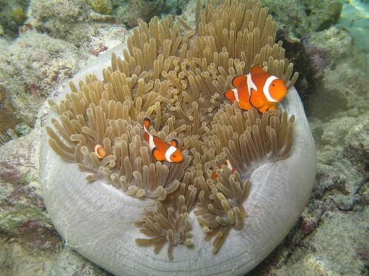 海 自然 水中 生物学 写真