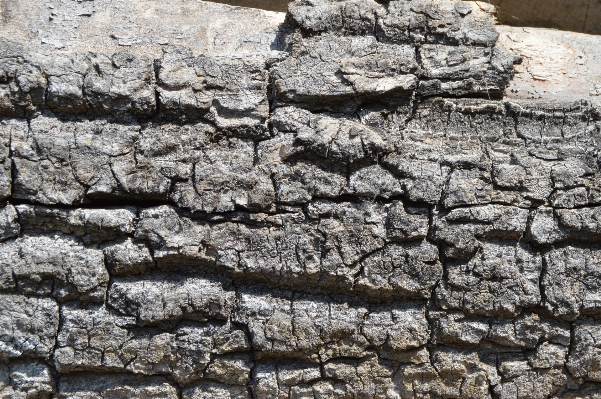 Tree nature rock wood Photo