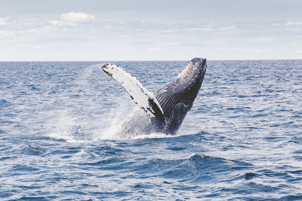 Sea ocean animal jump