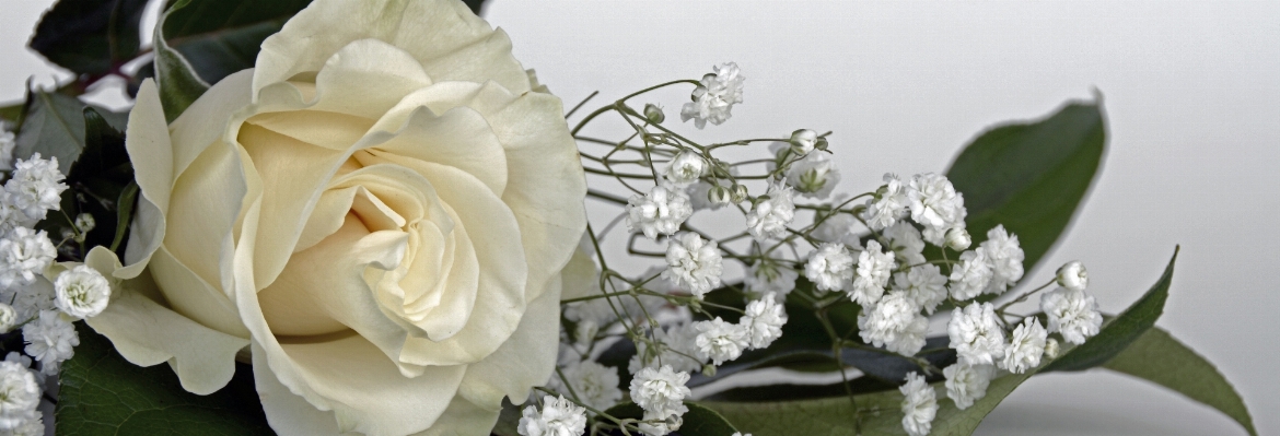 Nature blossom plant white Photo