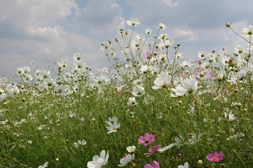 Nature grass blossom plant