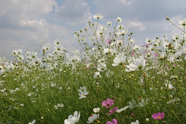 Nature grass blossom plant Photo