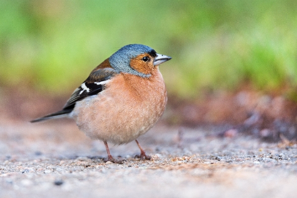 Nature outdoor bird cute Photo