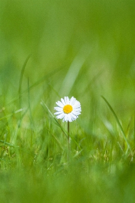 Nature grass outdoor blossom Photo