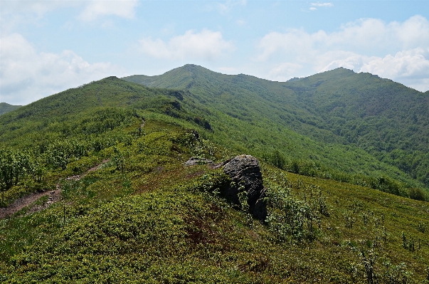 Landscape tree nature forest Photo